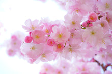 Men's 100% cotton vest - VEST