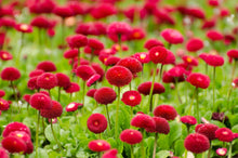 Men's 100% cotton vest - VEST